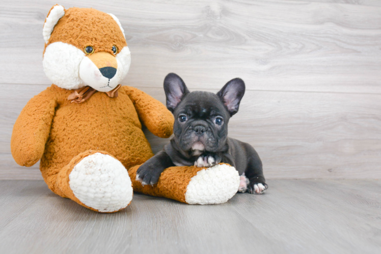 Best French Bulldog Baby