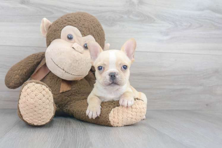 French Bulldog Puppy for Adoption