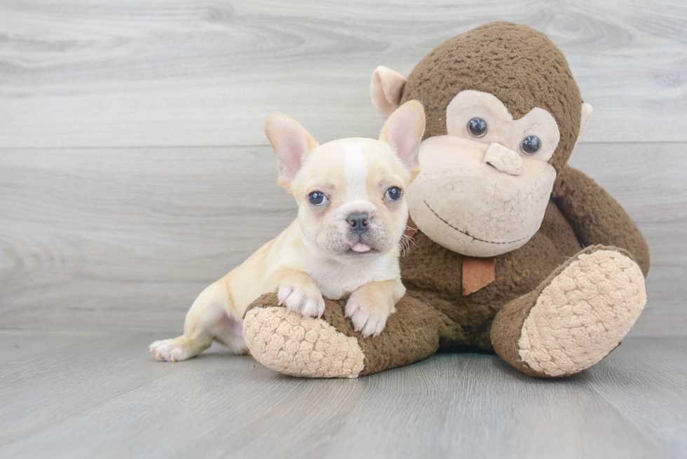 Friendly French Bulldog Baby