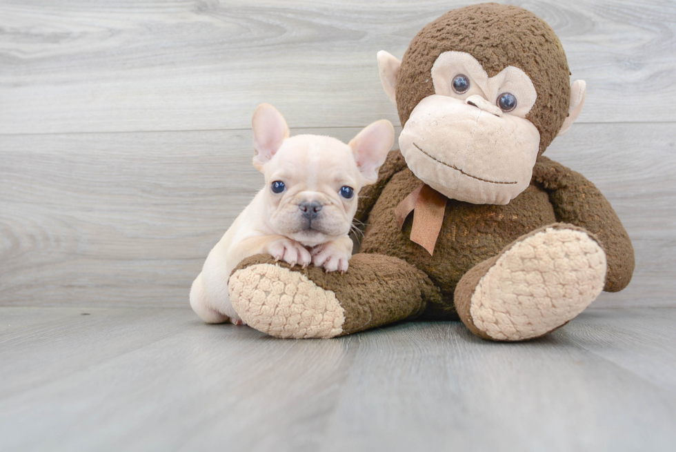 French Bulldog Pup Being Cute