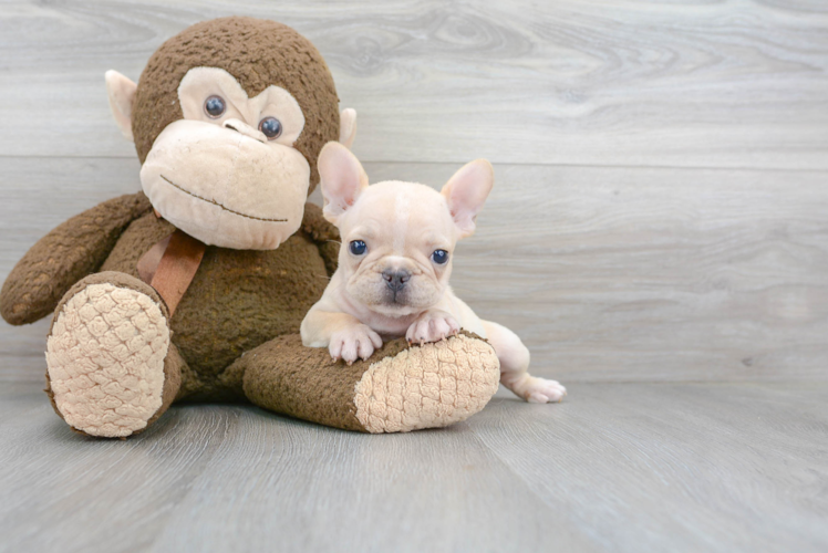 French Bulldog Puppy for Adoption