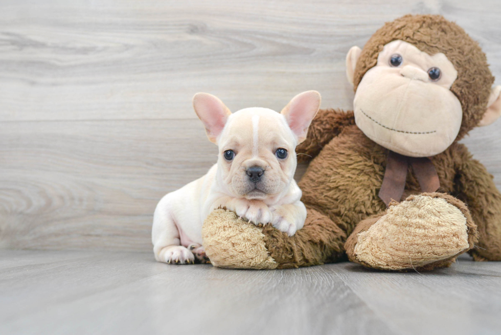 Best French Bulldog Baby