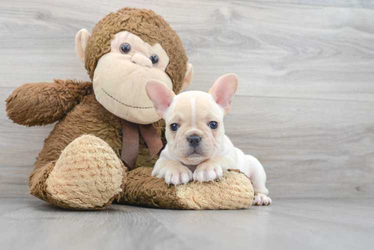 Playful French Bulldog Purebred Pup