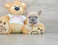 6 week old French Bulldog Puppy For Sale - Premier Pups