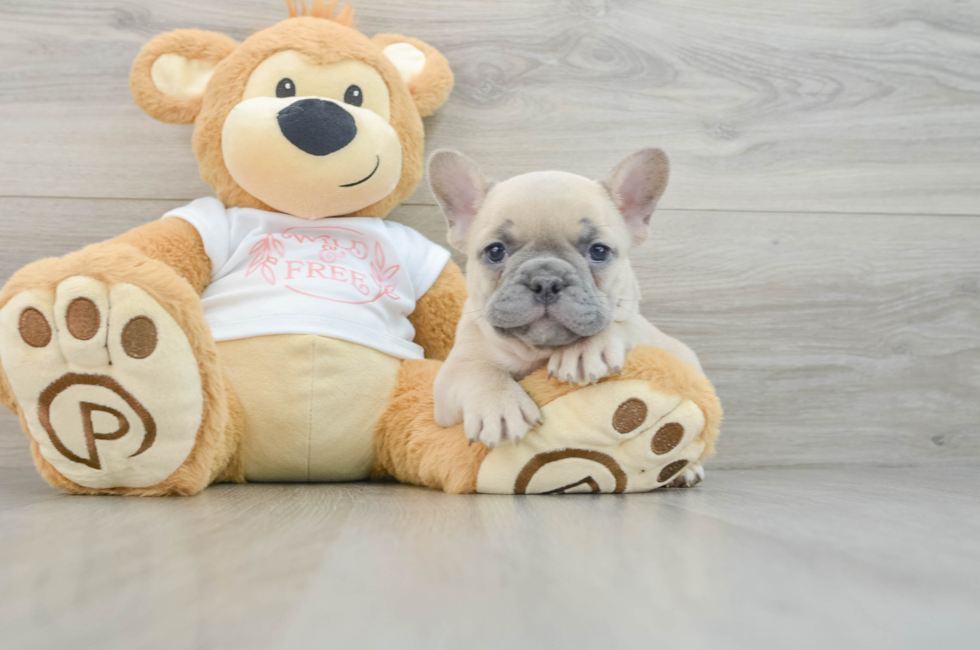 7 week old French Bulldog Puppy For Sale - Premier Pups