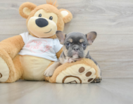 7 week old French Bulldog Puppy For Sale - Premier Pups