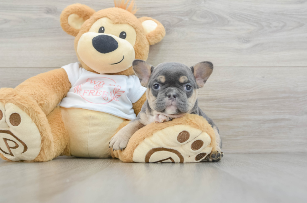 6 week old French Bulldog Puppy For Sale - Premier Pups