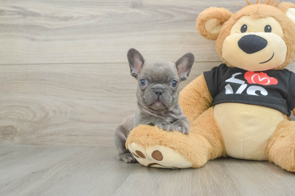 7 week old French Bulldog Puppy For Sale - Premier Pups