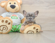 6 week old French Bulldog Puppy For Sale - Premier Pups