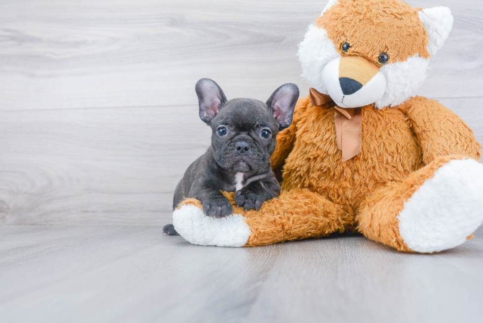 Adorable Frenchie Purebred Puppy