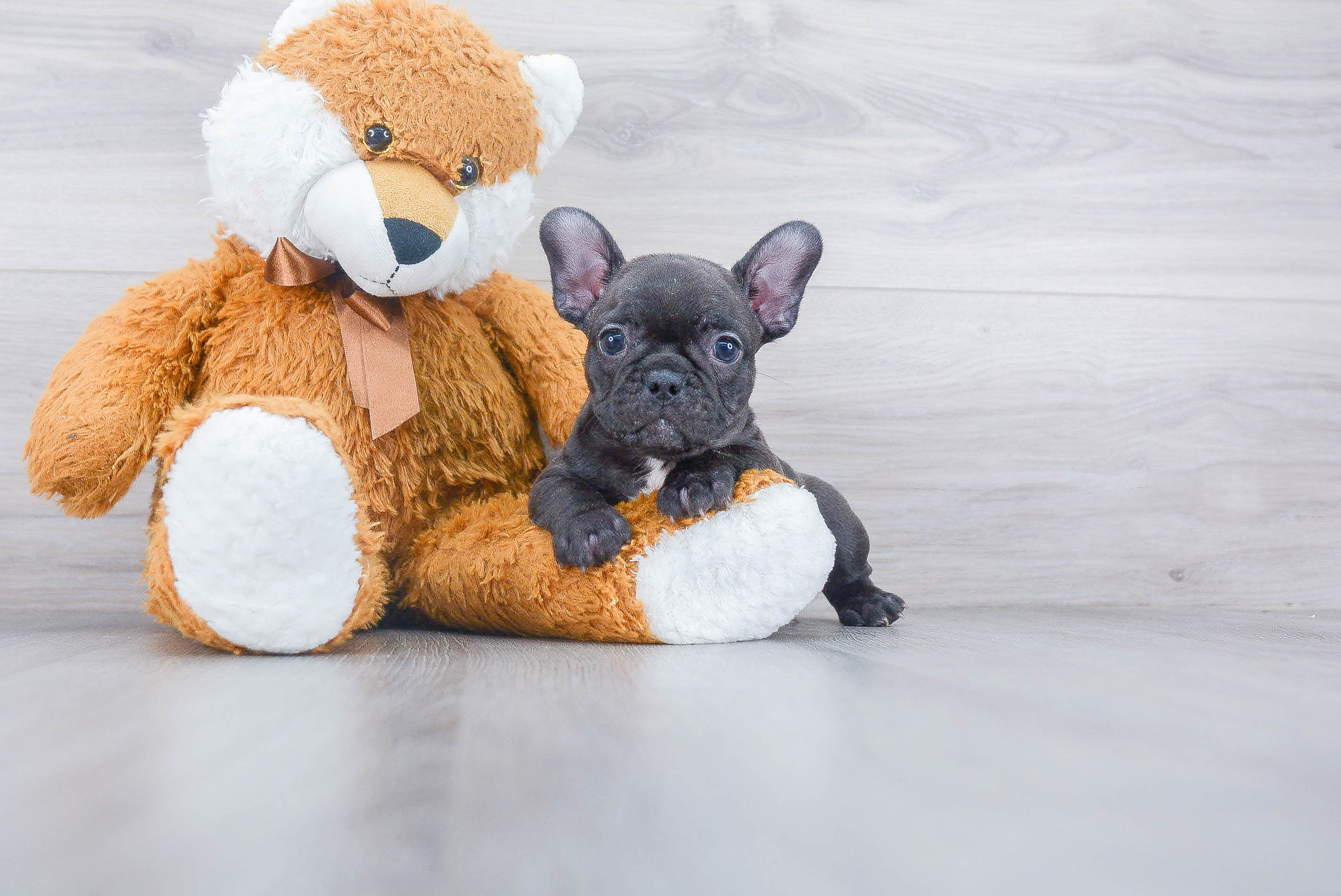 Funny French Bulldog Purebred Pup