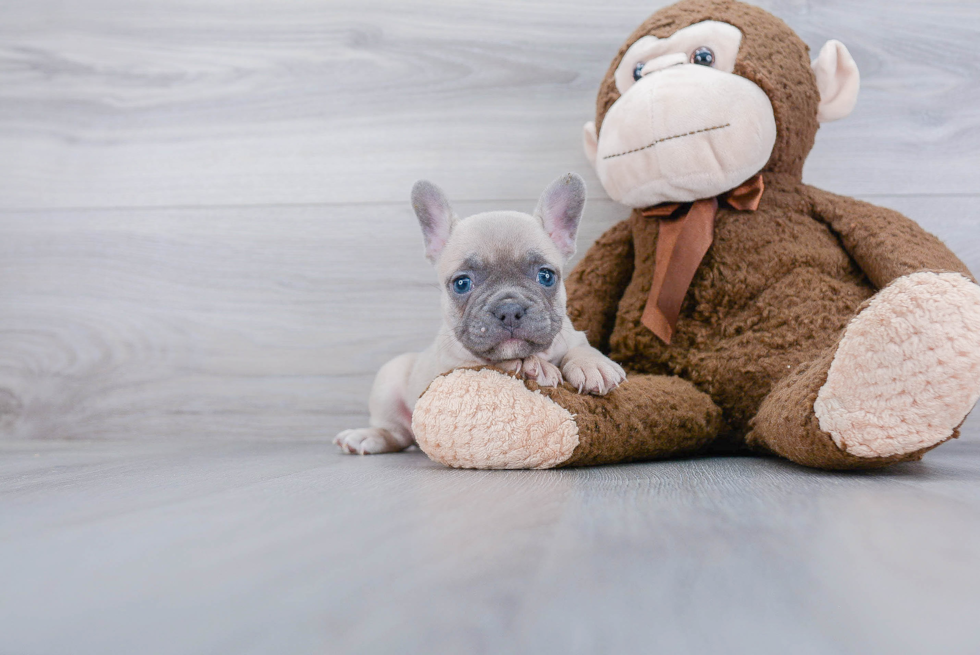 Popular French Bulldog Purebred Pup