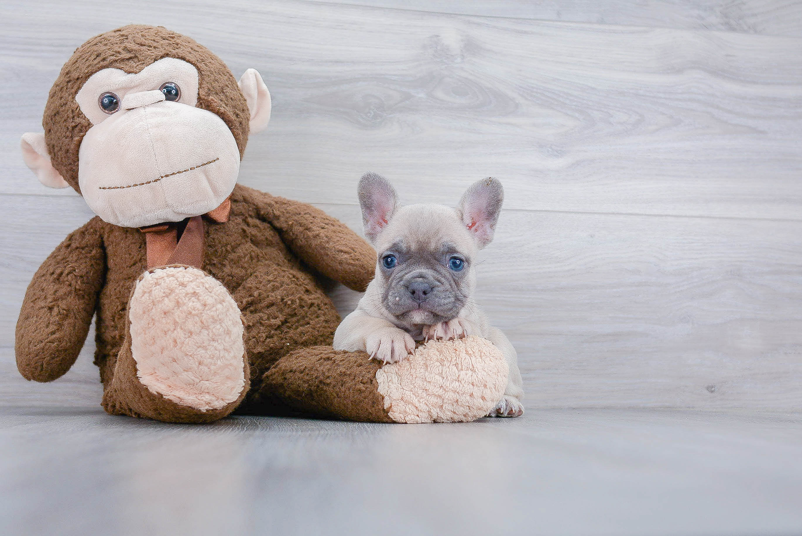 Best French Bulldog Baby