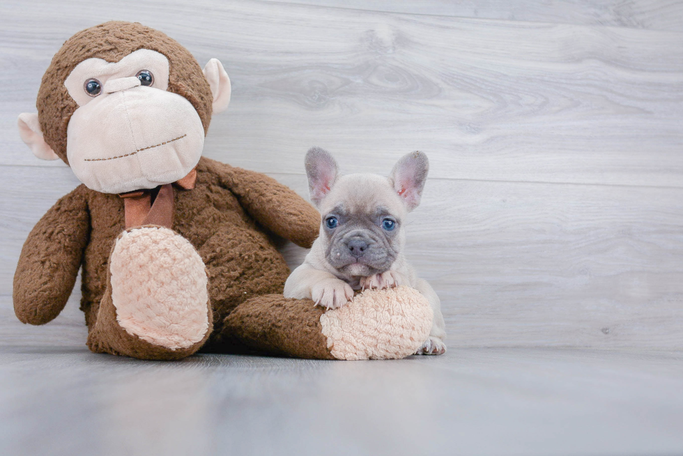 Best French Bulldog Baby