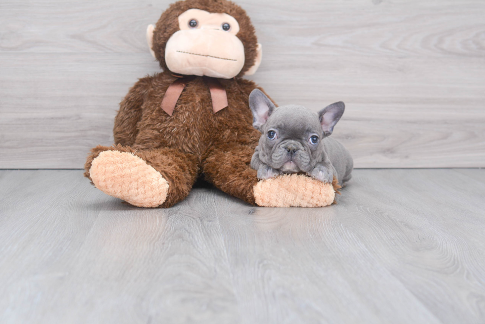 Akc Registered French Bulldog Baby