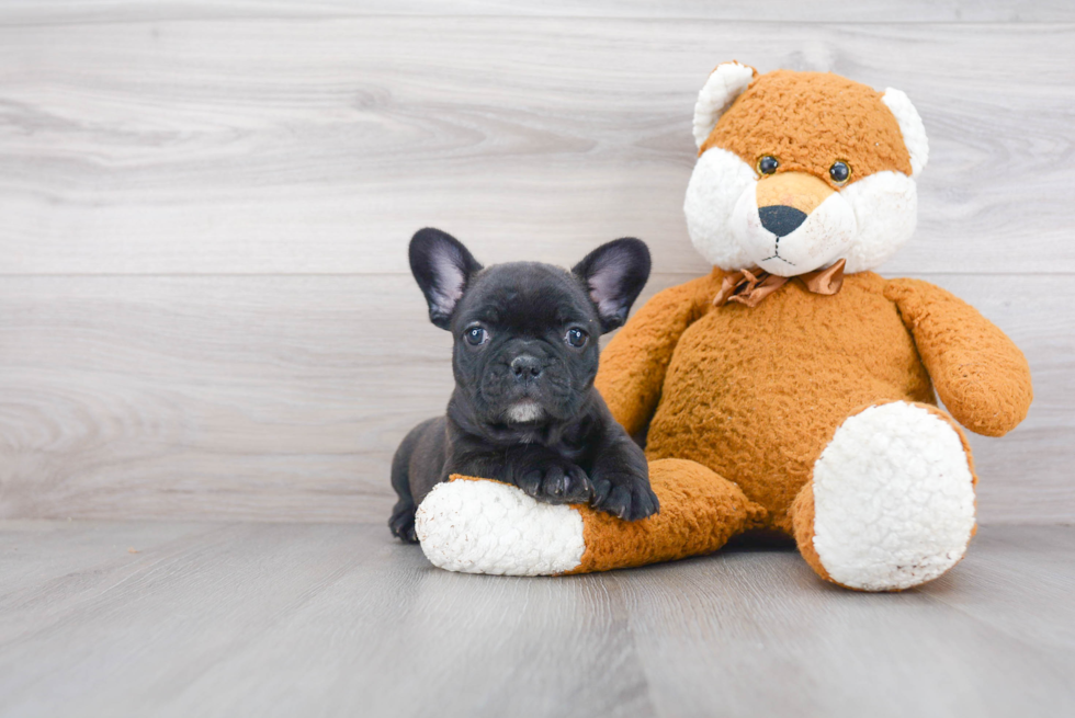 Sweet Frenchie Purebred Puppy