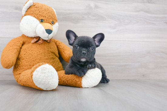 Hypoallergenic French Bulldog Purebred Pup