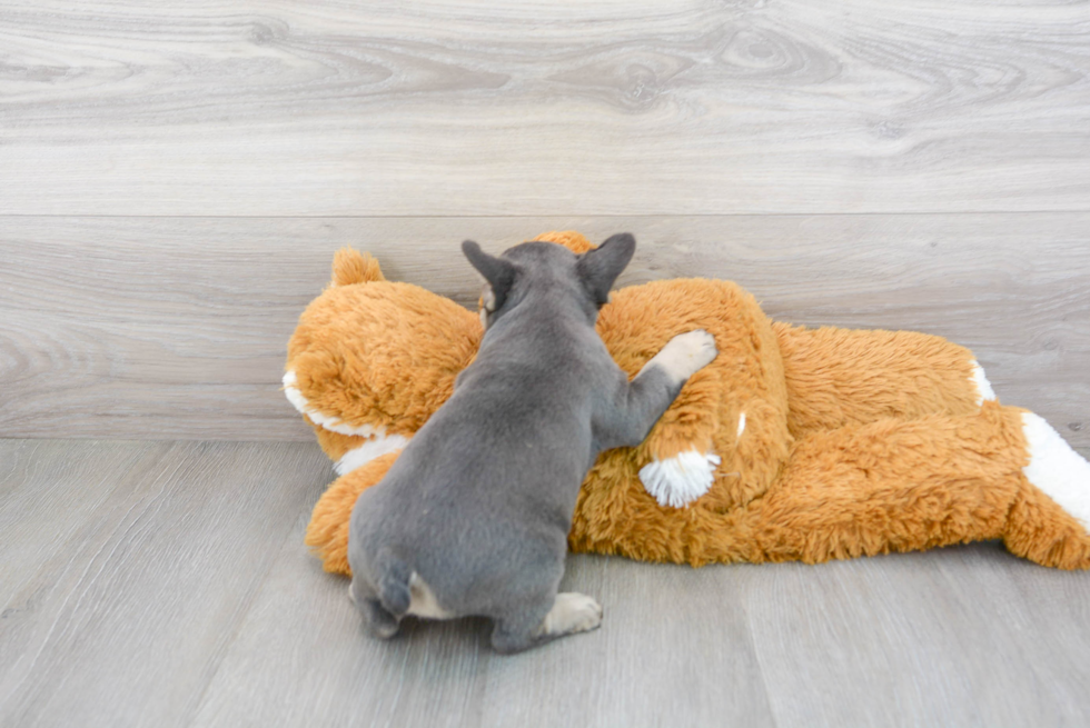 French Bulldog Puppy for Adoption