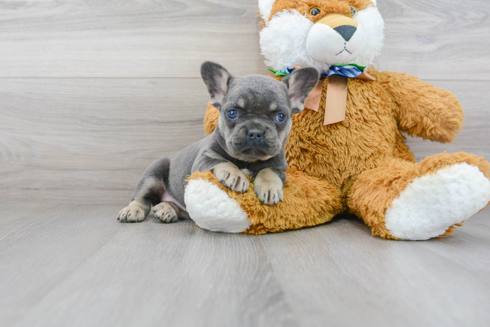 Sweet Frenchie Purebred Puppy