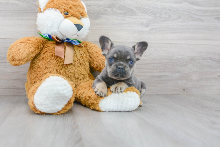 Funny French Bulldog Purebred Pup