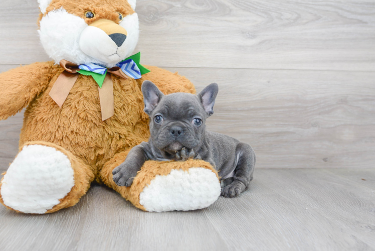 French Bulldog Puppy for Adoption