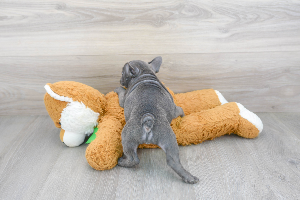 Popular French Bulldog Baby