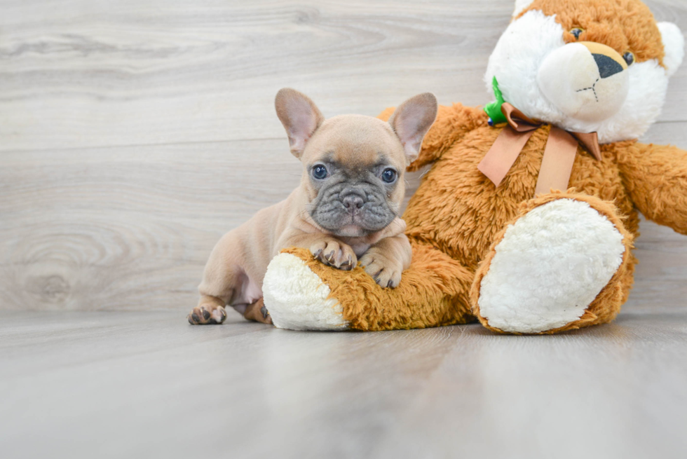 Adorable Frenchie Purebred Puppy