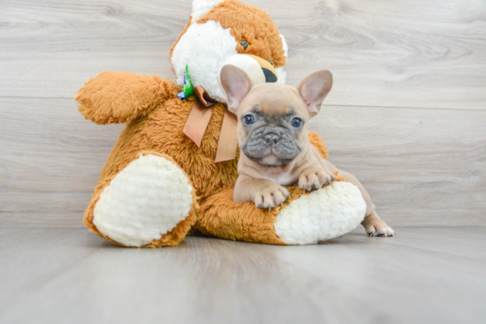 Best French Bulldog Baby