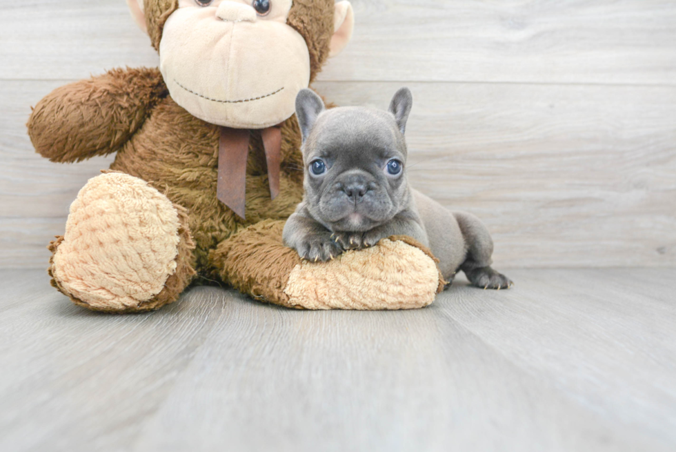 Playful French Bulldog Purebred Pup