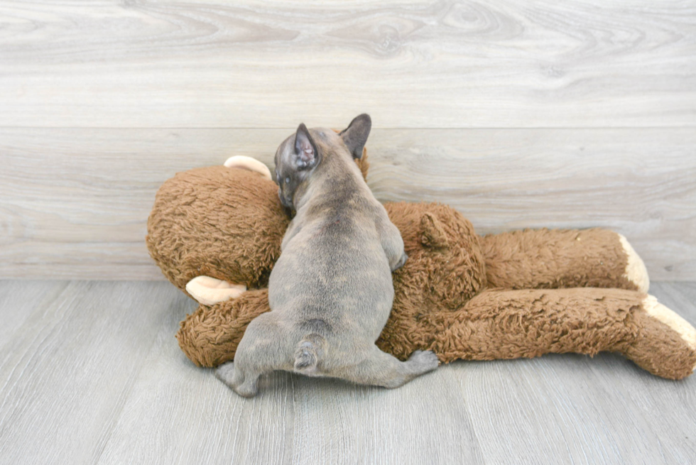 French Bulldog Pup Being Cute