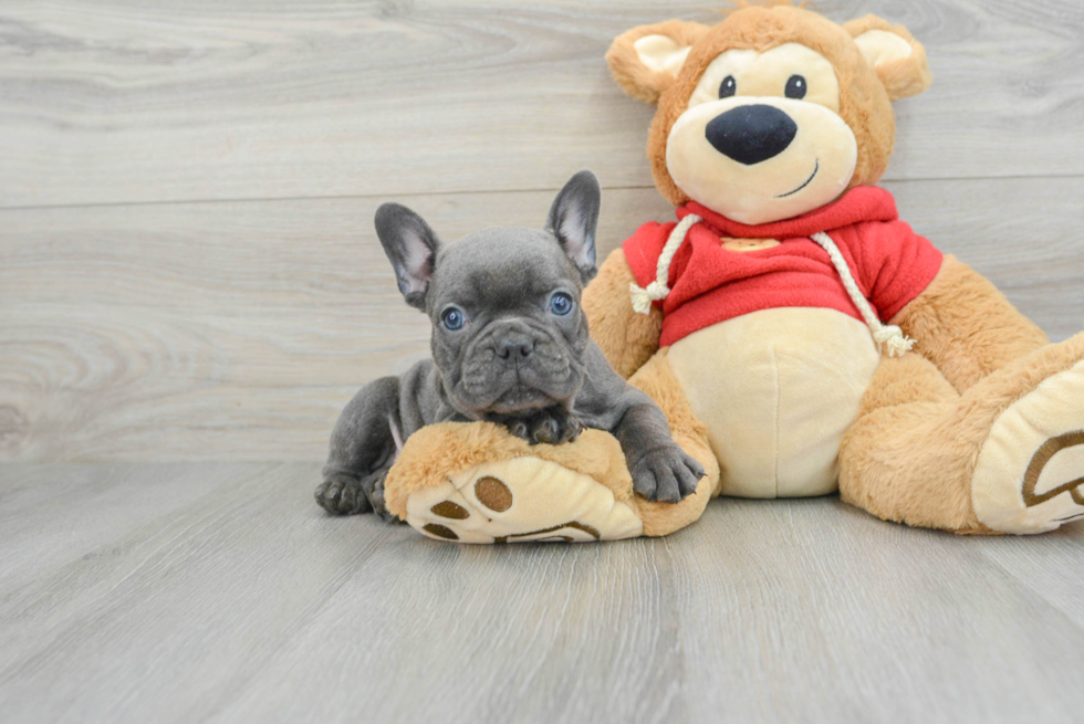 French Bulldog Puppy for Adoption