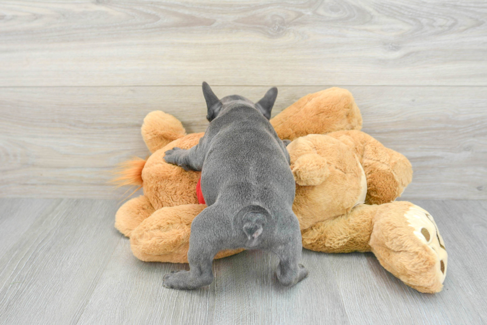 Best French Bulldog Baby