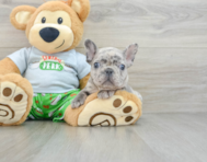 8 week old French Bulldog Puppy For Sale - Premier Pups