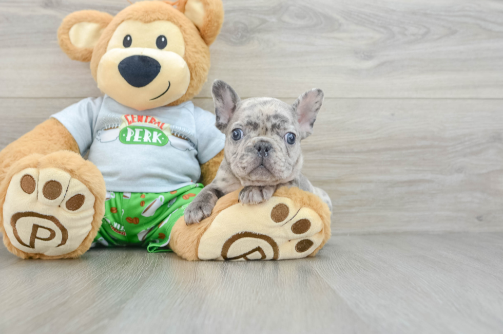 8 week old French Bulldog Puppy For Sale - Premier Pups