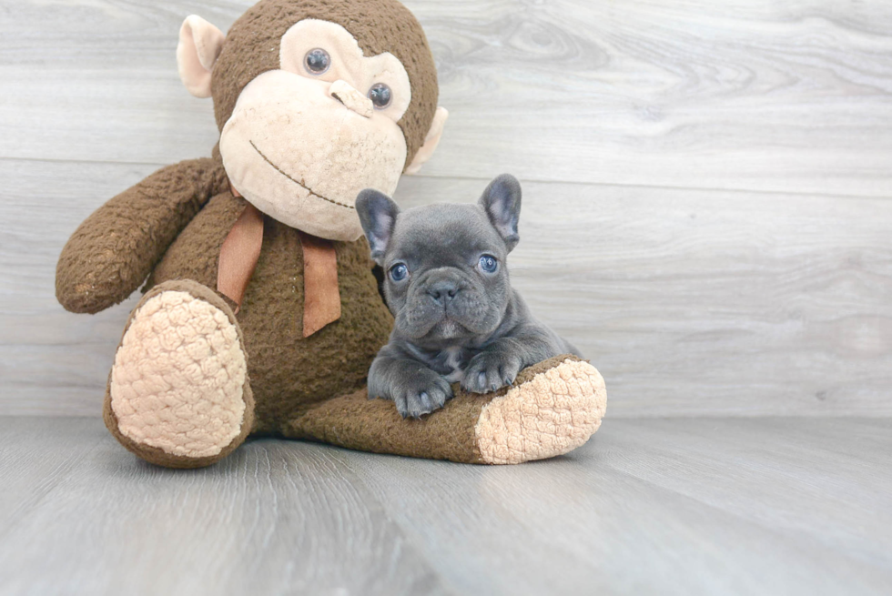 French Bulldog Puppy for Adoption