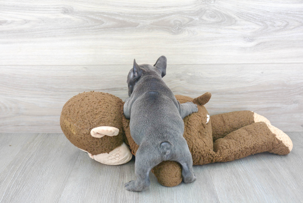 Fluffy Frenchie Purebred Puppy