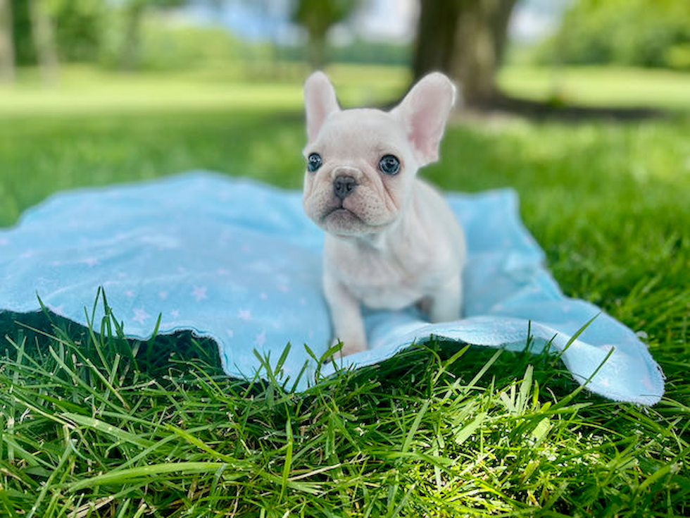 Best French Bulldog Baby