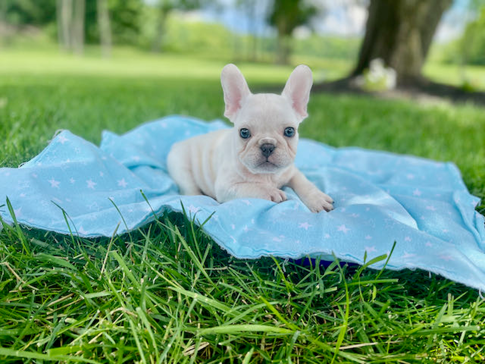 Cute Frenchie Purebred Puppy