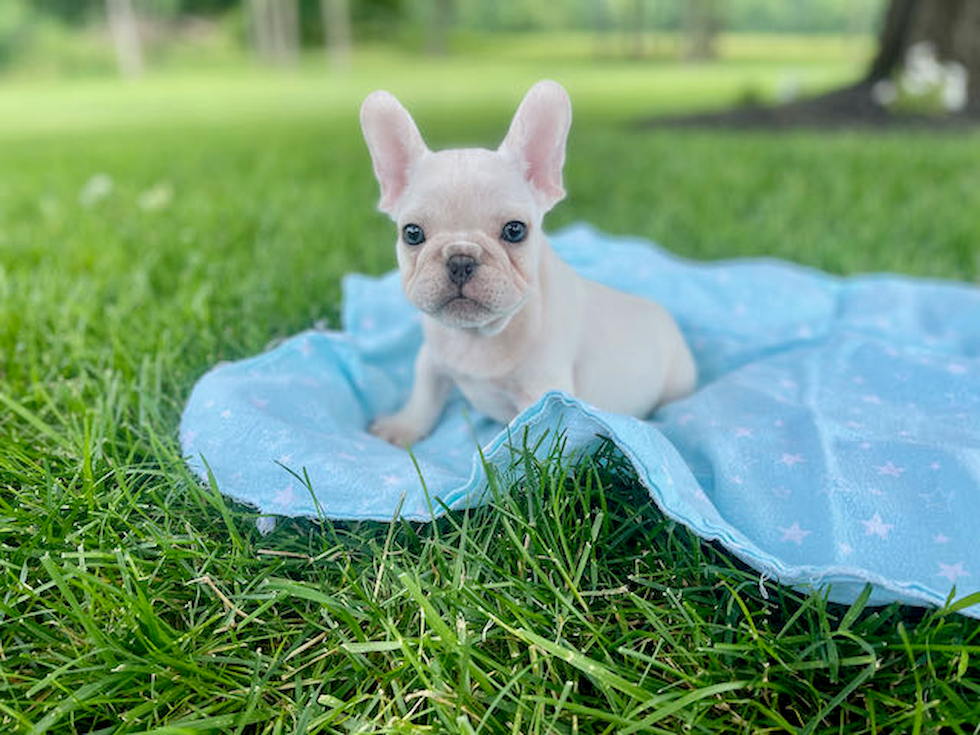 Fluffy Frenchie Purebred Puppy