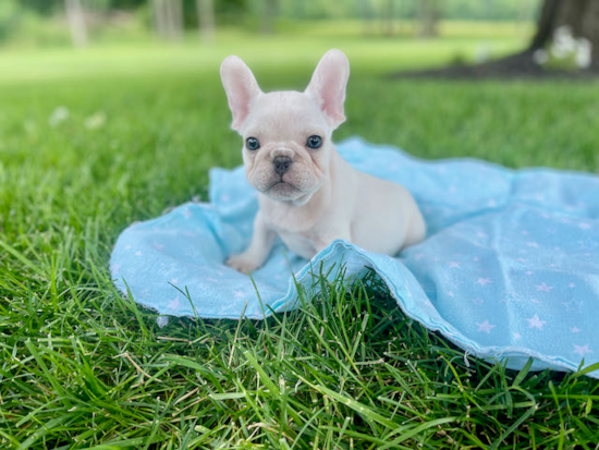 Fluffy Frenchie Purebred Puppy