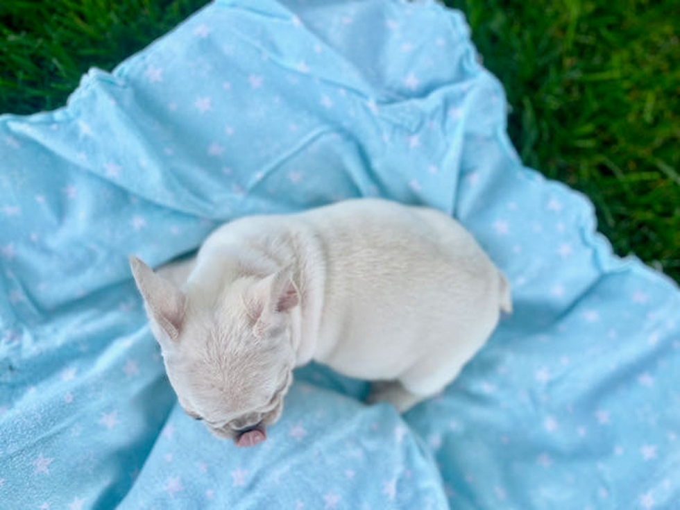 French Bulldog Pup Being Cute