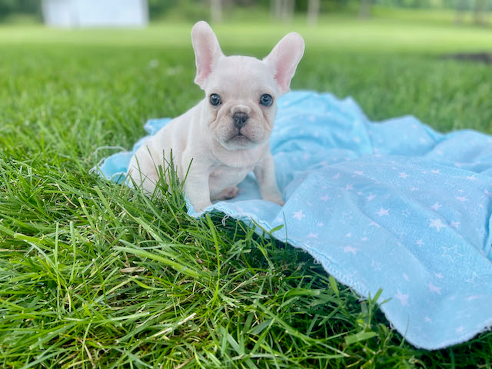 Small French Bulldog Purebred Pup