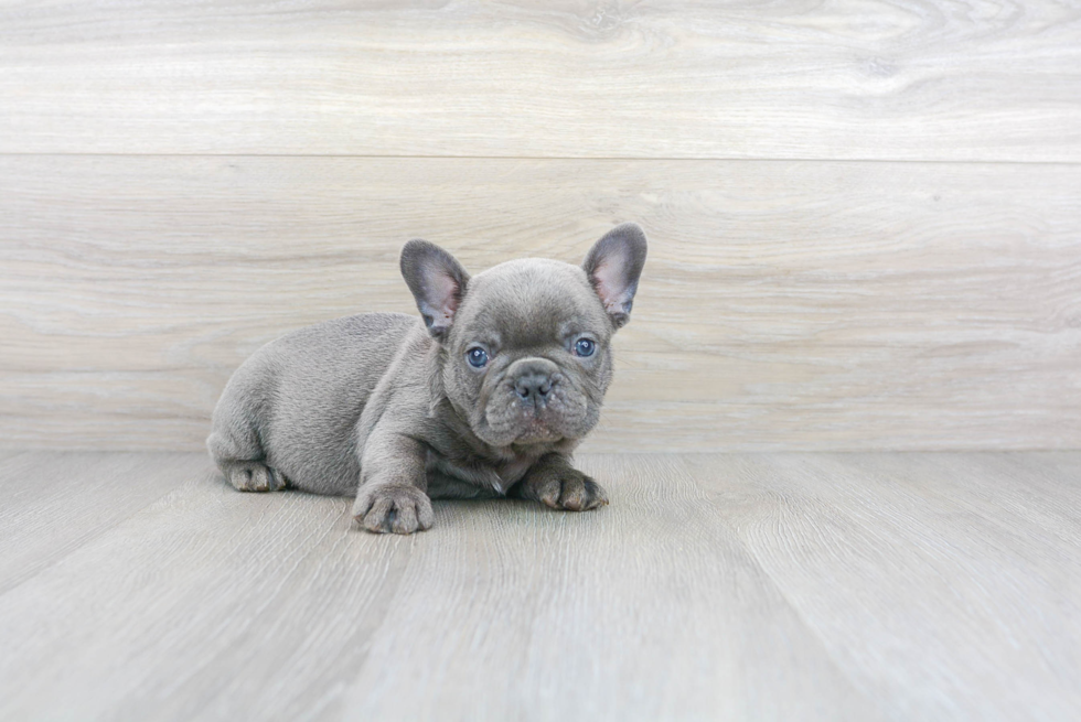 Cute Frenchie Purebred Puppy