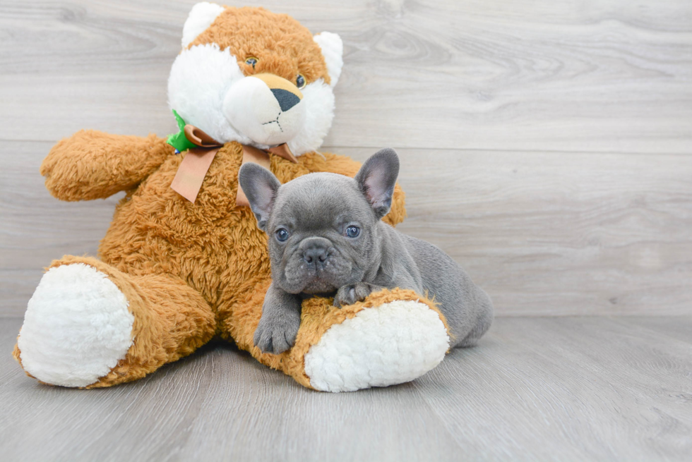 Best French Bulldog Baby