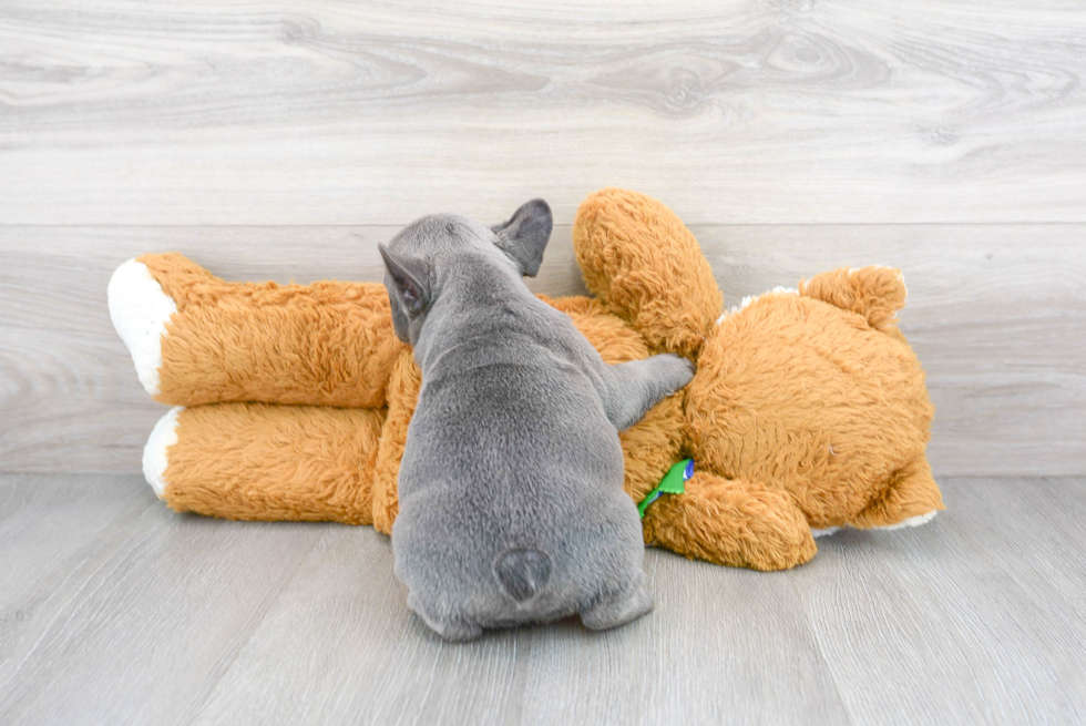 French Bulldog Pup Being Cute