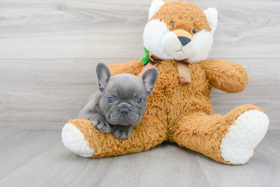 Cute Frenchie Purebred Puppy