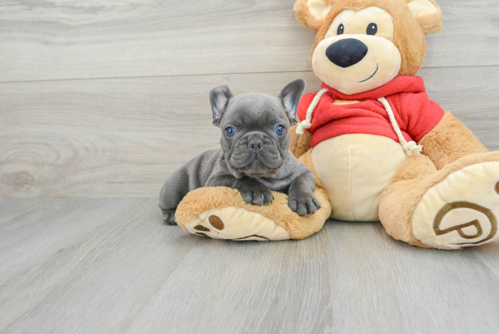 Energetic Frenchie Purebred Puppy