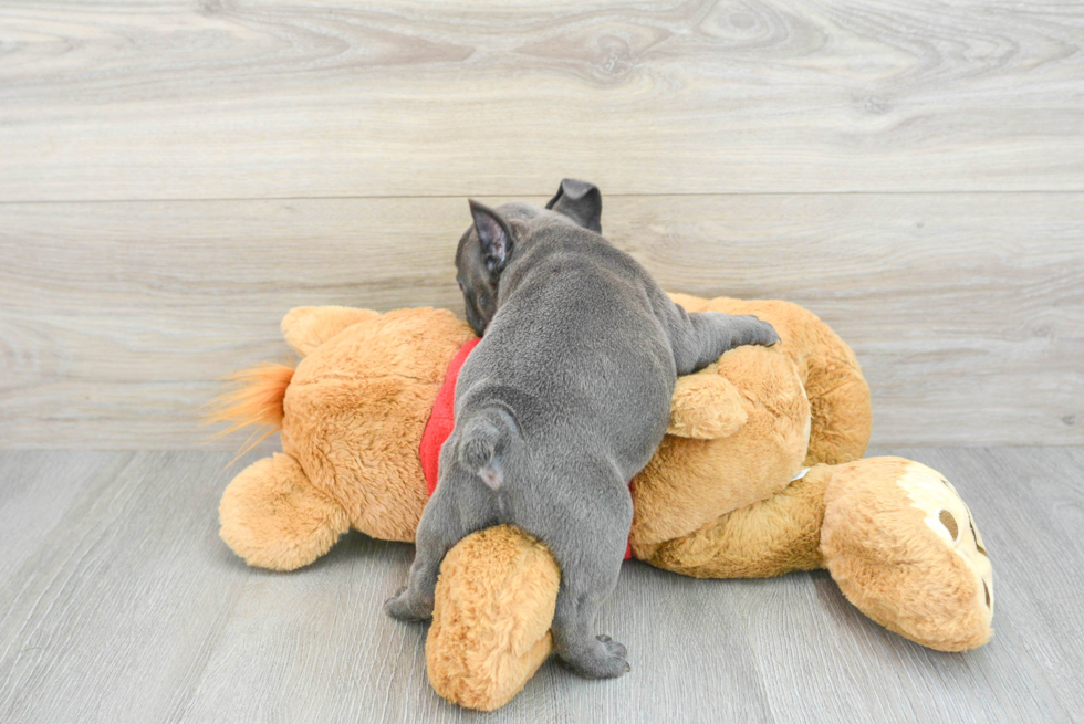 French Bulldog Puppy for Adoption