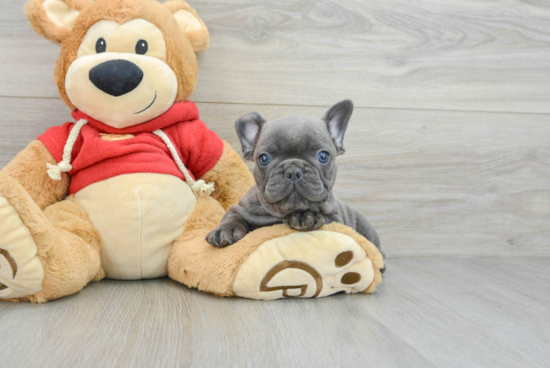 Funny French Bulldog Purebred Pup