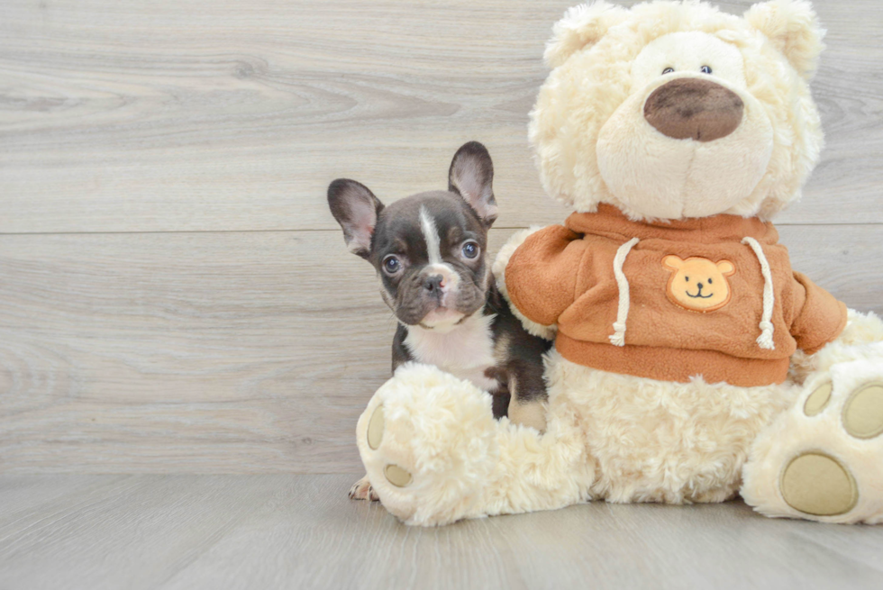 Playful French Bulldog Baby